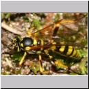 Banchus sp - Schlupfwespe 02b 12mm Sandgrube Niedringhaussee.jpg